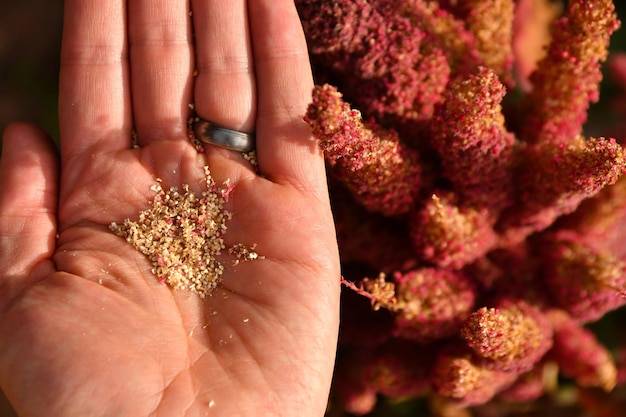 Gdzie można kupić pyłek kwiatowy i na co zwrócić uwagę przy wyborze?